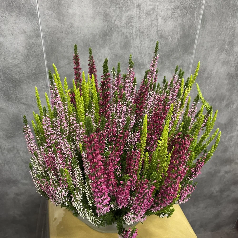 bruyère, par Eglantine et Pivoine, fleuriste à Davézieux