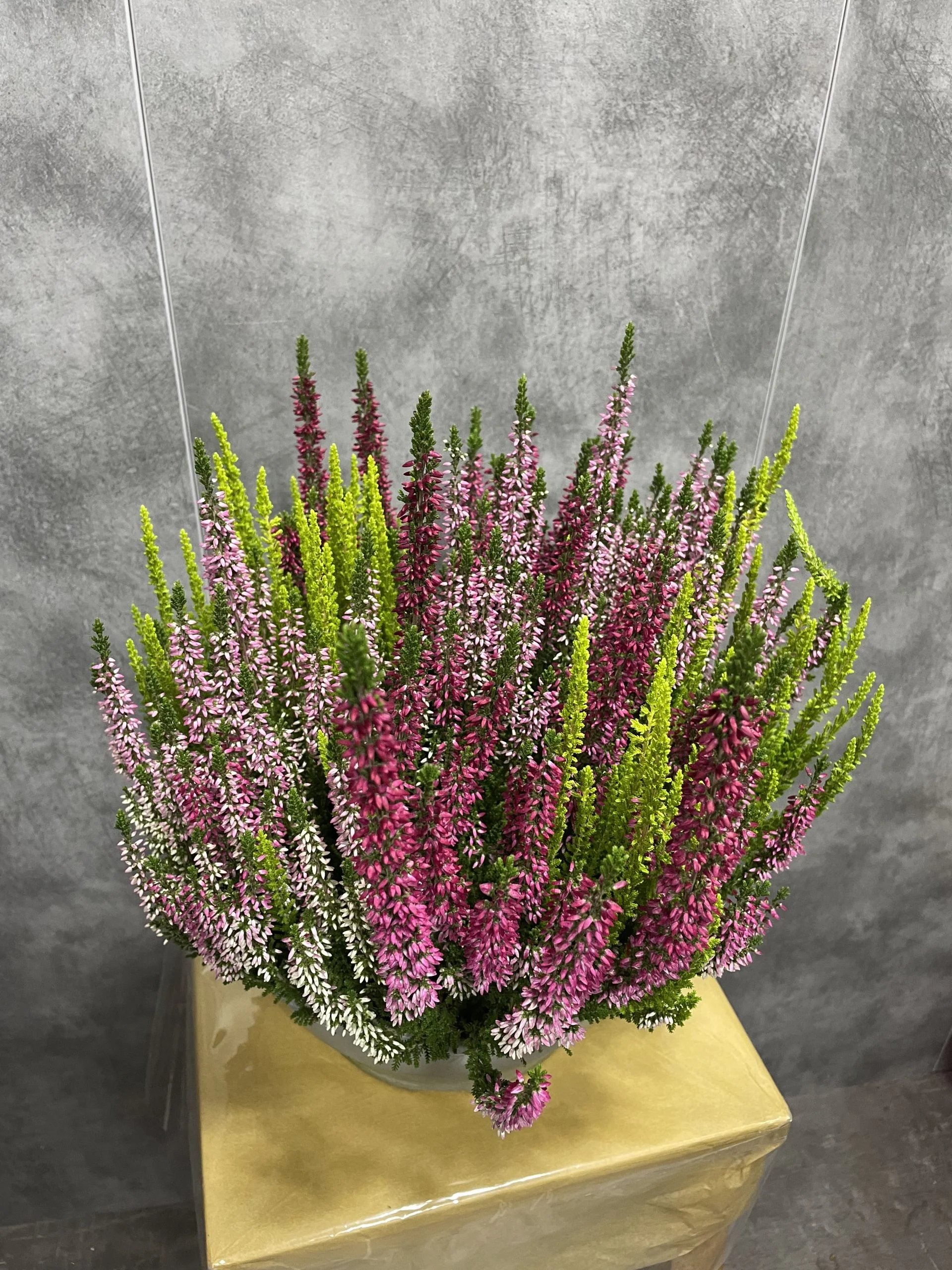 bruyère, par Eglantine et Pivoine, fleuriste à Davézieux