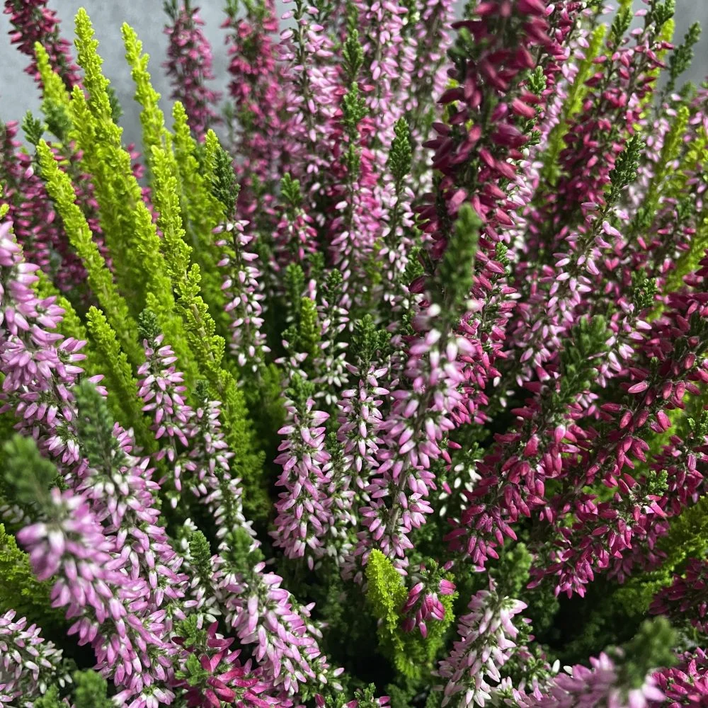 bruyère, par Eglantine et Pivoine, fleuriste à Davézieux