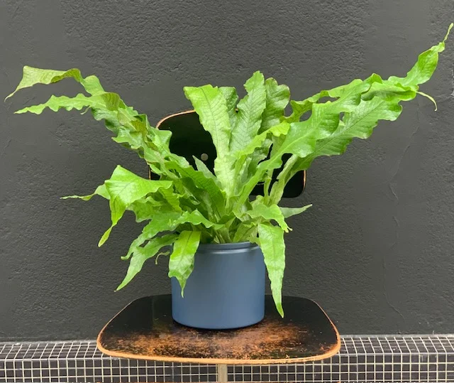 Plante verte et son cache-pot, par Rosa Artisan Fleuriste, fleuriste à Rennes