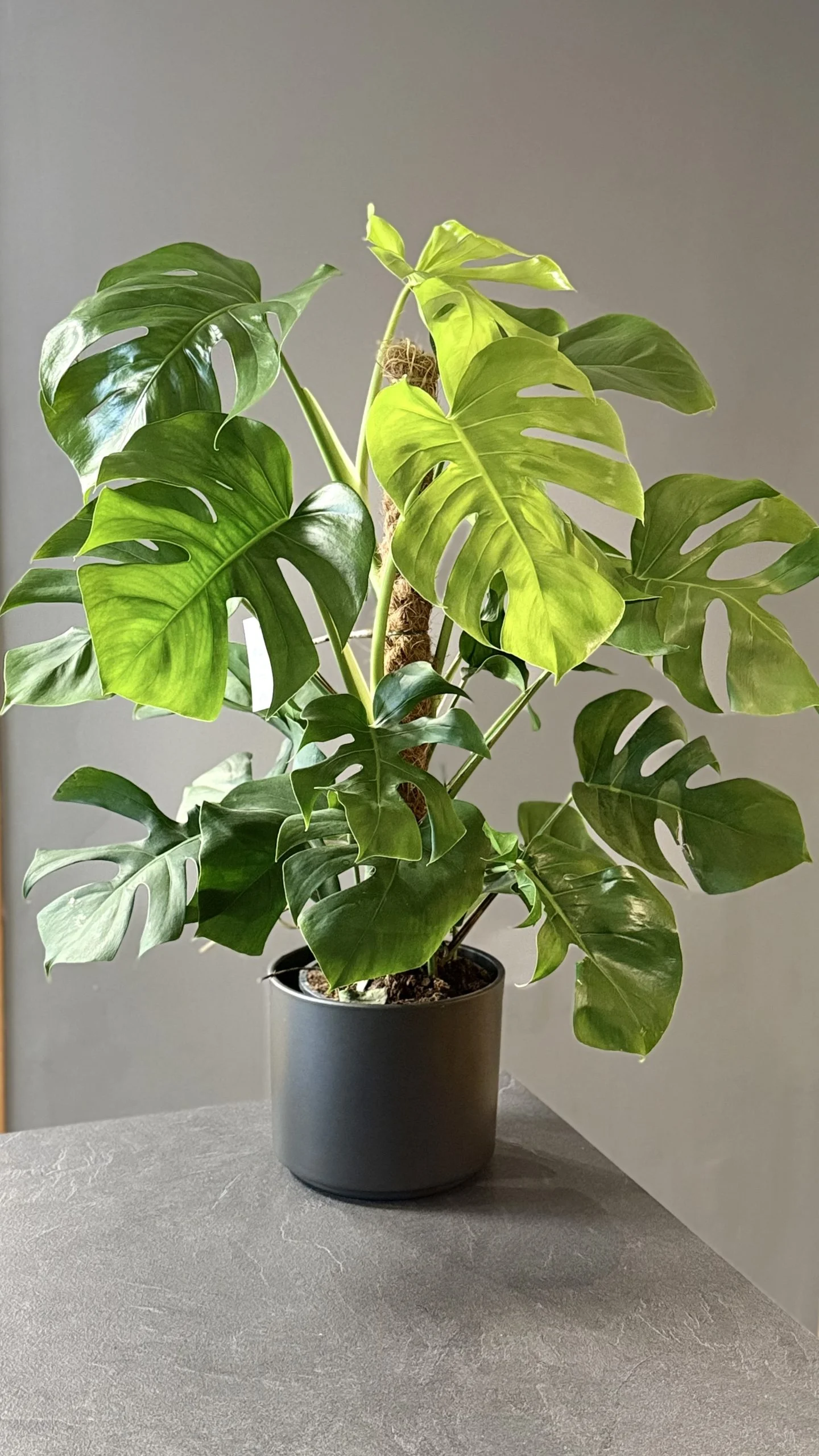 Plante – Monstera, par Les fleurs de Célony, fleuriste à Aix-en-Provence