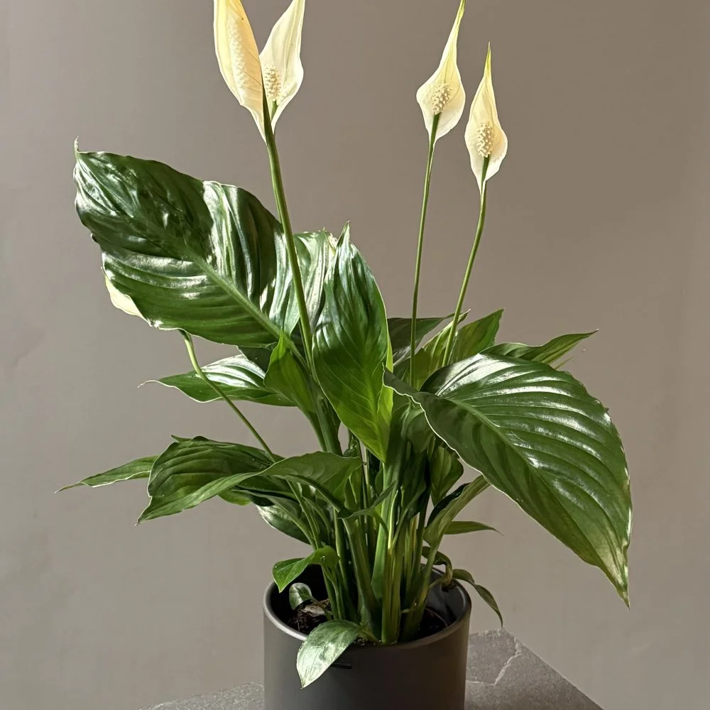 Spathiphyllum – Spathiphyllum wallisii, par Les fleurs de Célony, fleuriste à Aix-en-Provence
