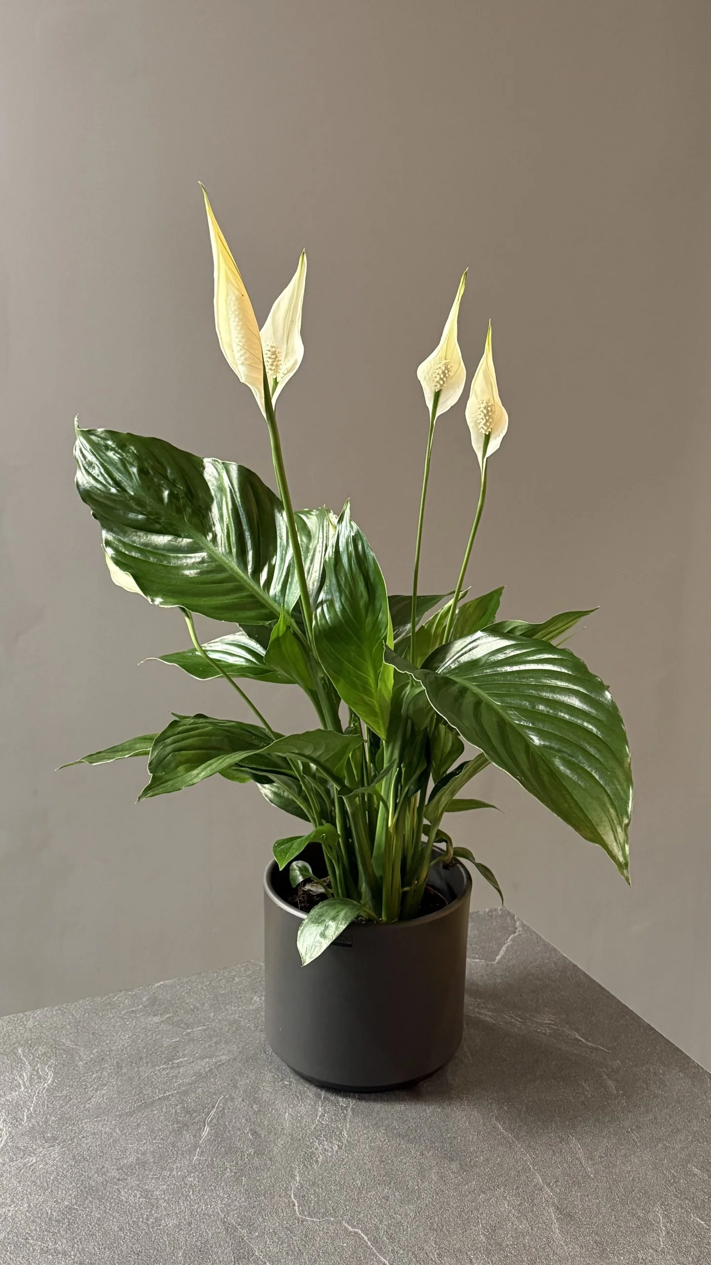 Spathiphyllum – Spathiphyllum wallisii, par Les fleurs de Célony, fleuriste à Aix-en-Provence