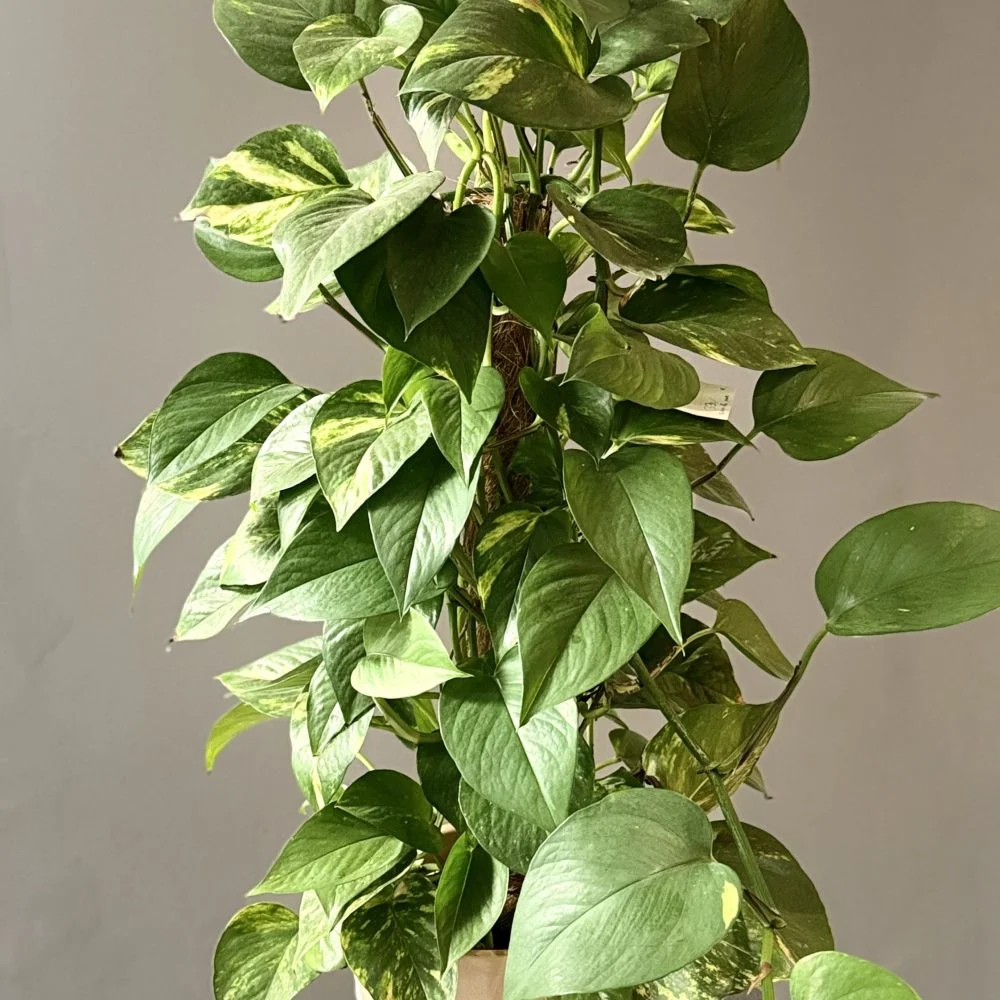Pothos – Epipremnum aureum, par Les fleurs de Célony, fleuriste à Aix-en-Provence