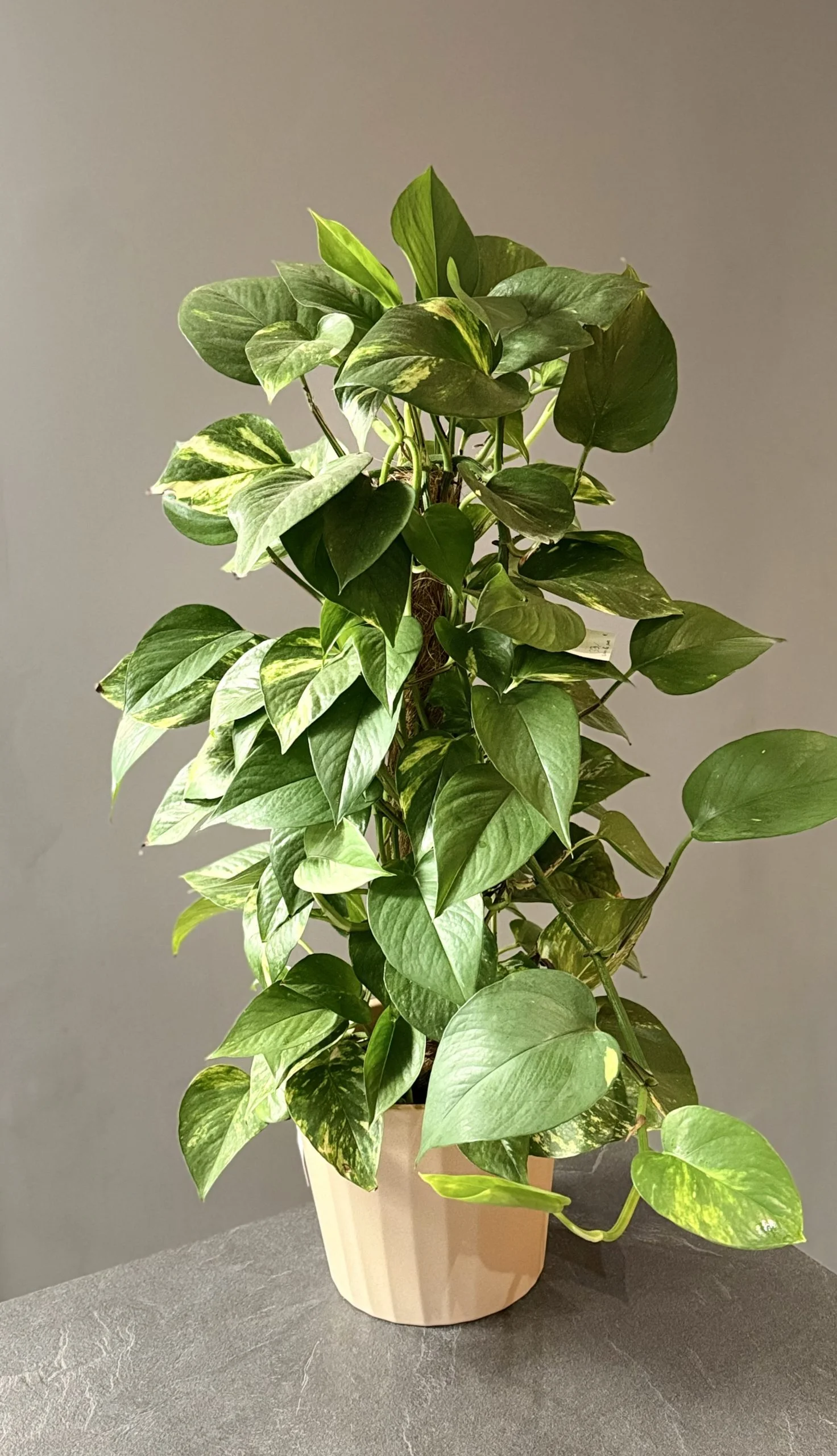 Pothos – Epipremnum aureum, par Les fleurs de Célony, fleuriste à Aix-en-Provence