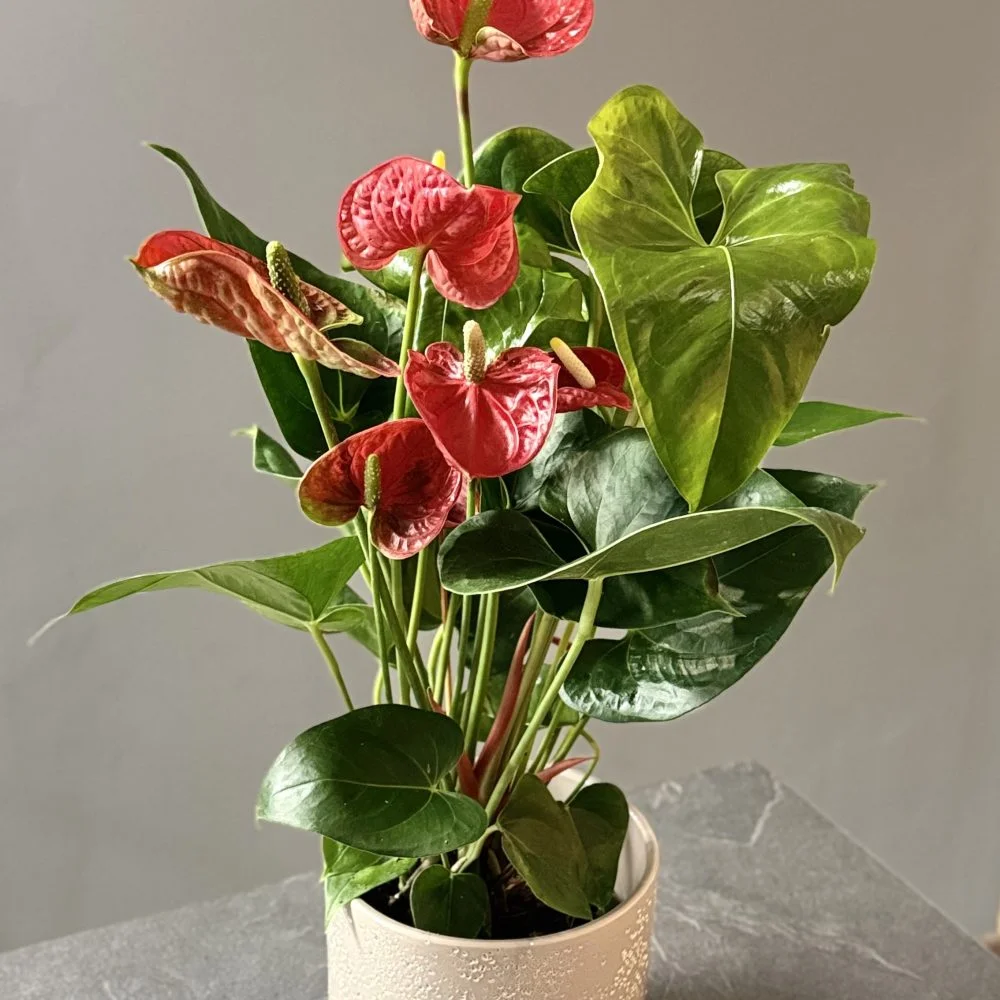 Anthurium – Anthurium andraeanum, par Les fleurs de Célony, fleuriste à Aix-en-Provence