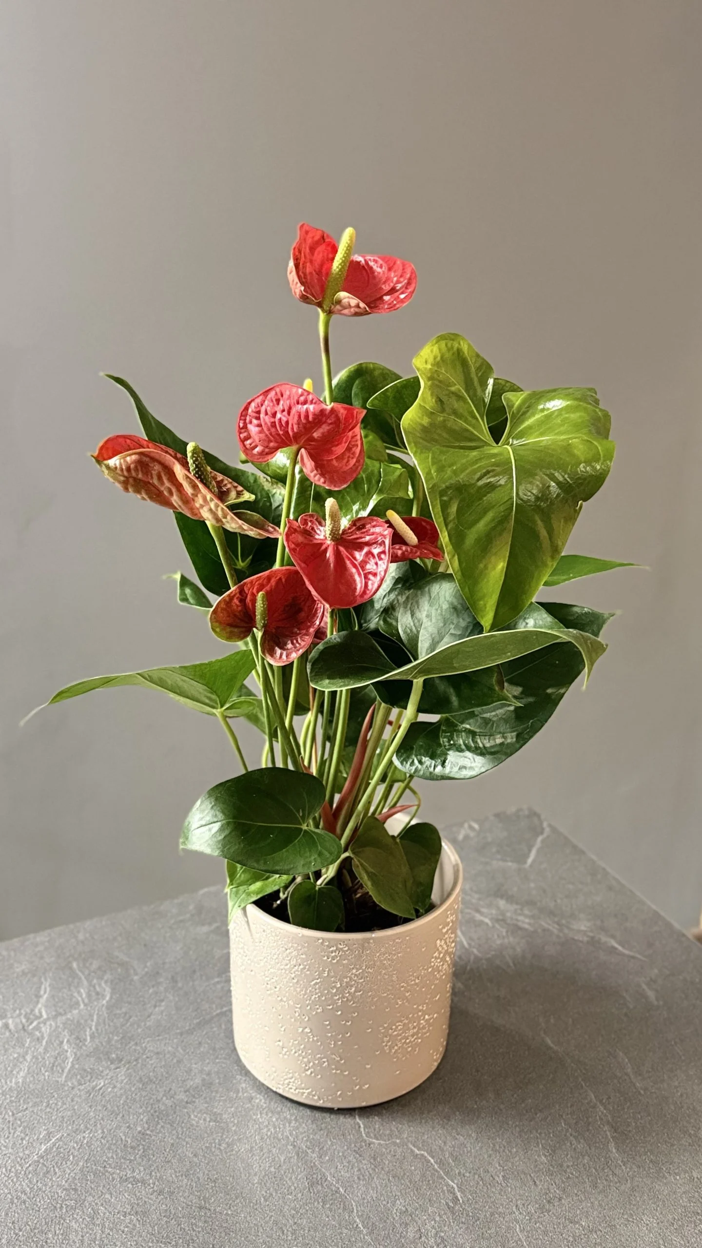 Anthurium – Anthurium andraeanum, par Les fleurs de Célony, fleuriste à Aix-en-Provence