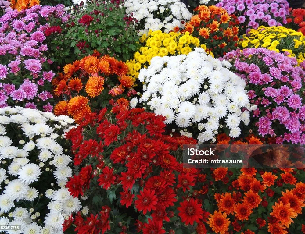 Brassée de Chrysanthèmes, par Fleuriste Marie-Thé, fleuriste à Vichy