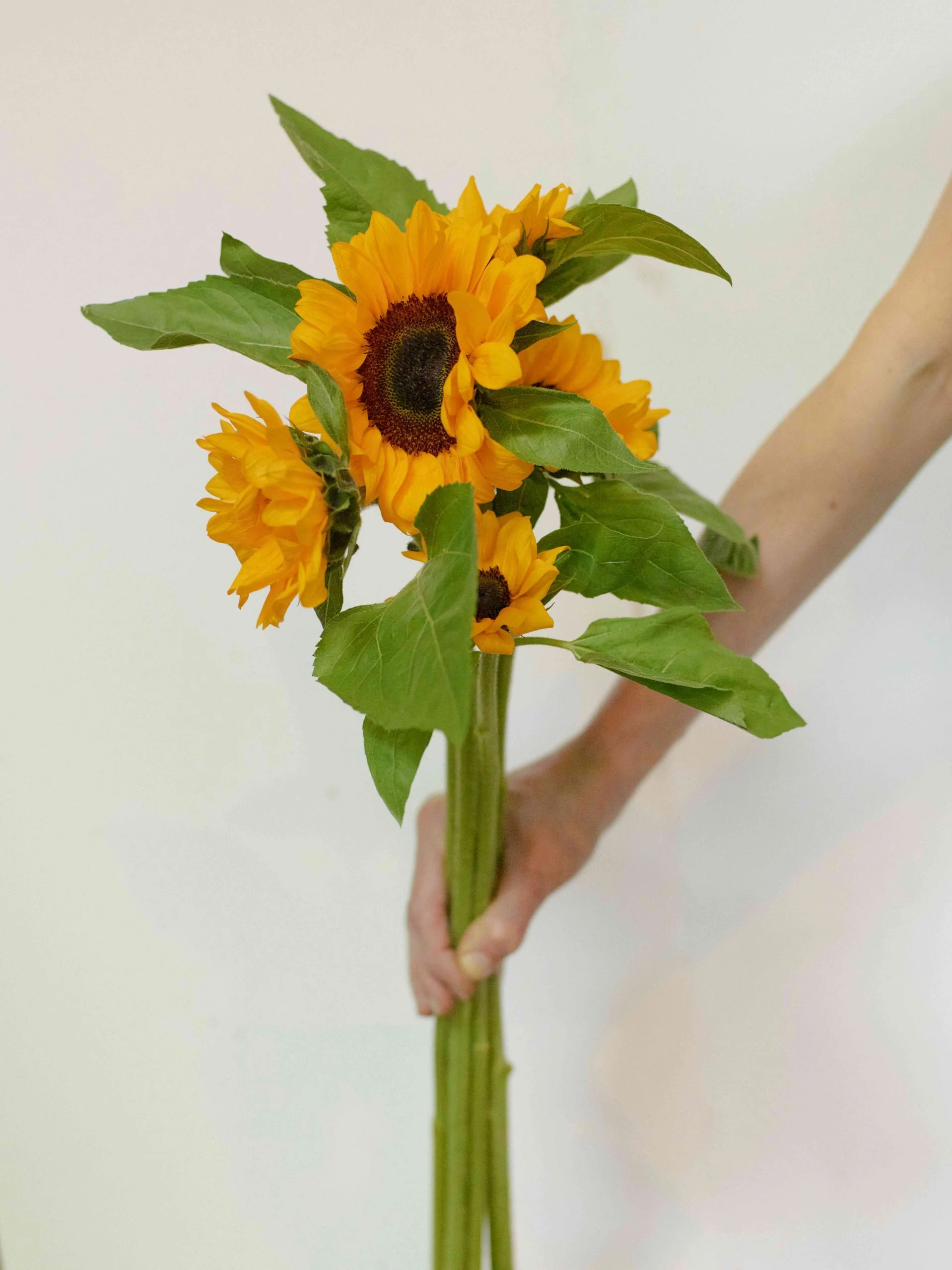 Tournesols - Livraison de bouquets de fleurs par vos fleuristes préférés
