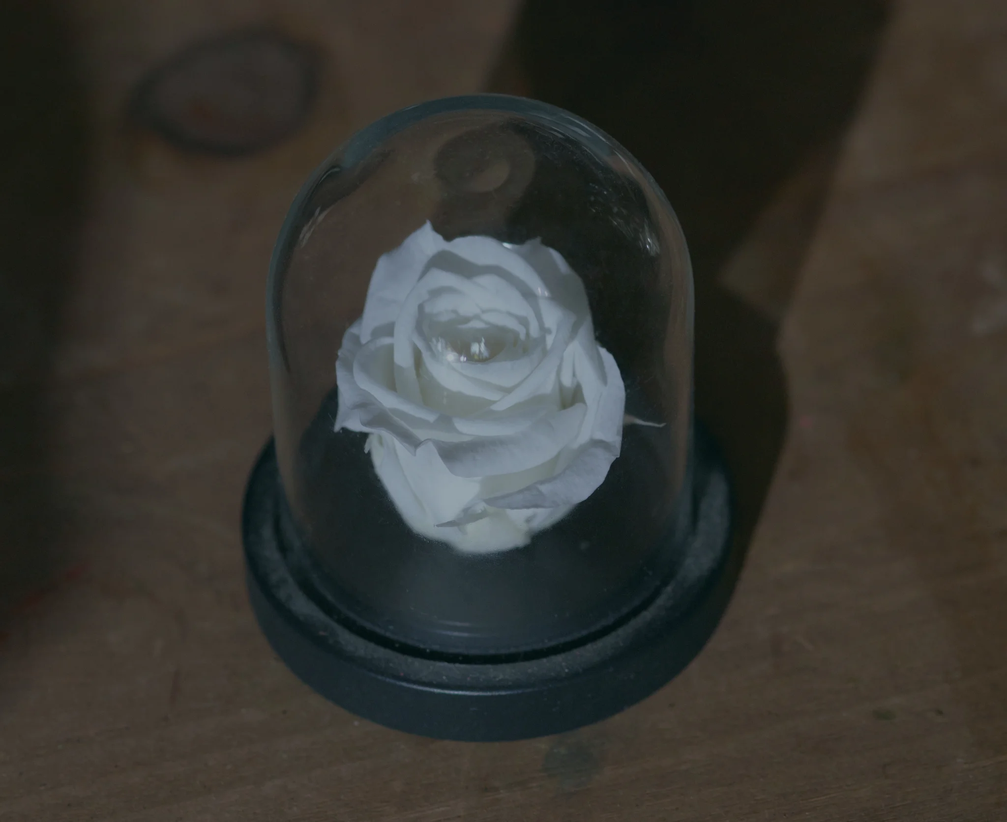 Les plus belles Roses éternelles livrées par votre artisan fleuriste