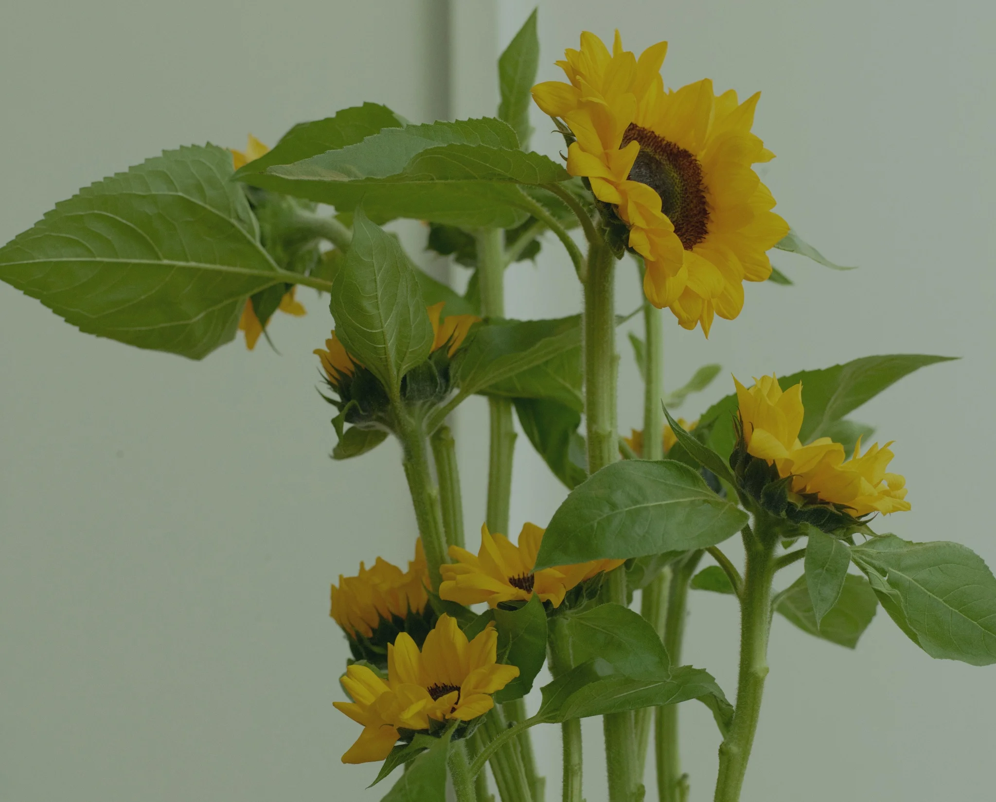 Les plus beaux bouquets de Tournesol livrés par votre artisan fleuriste