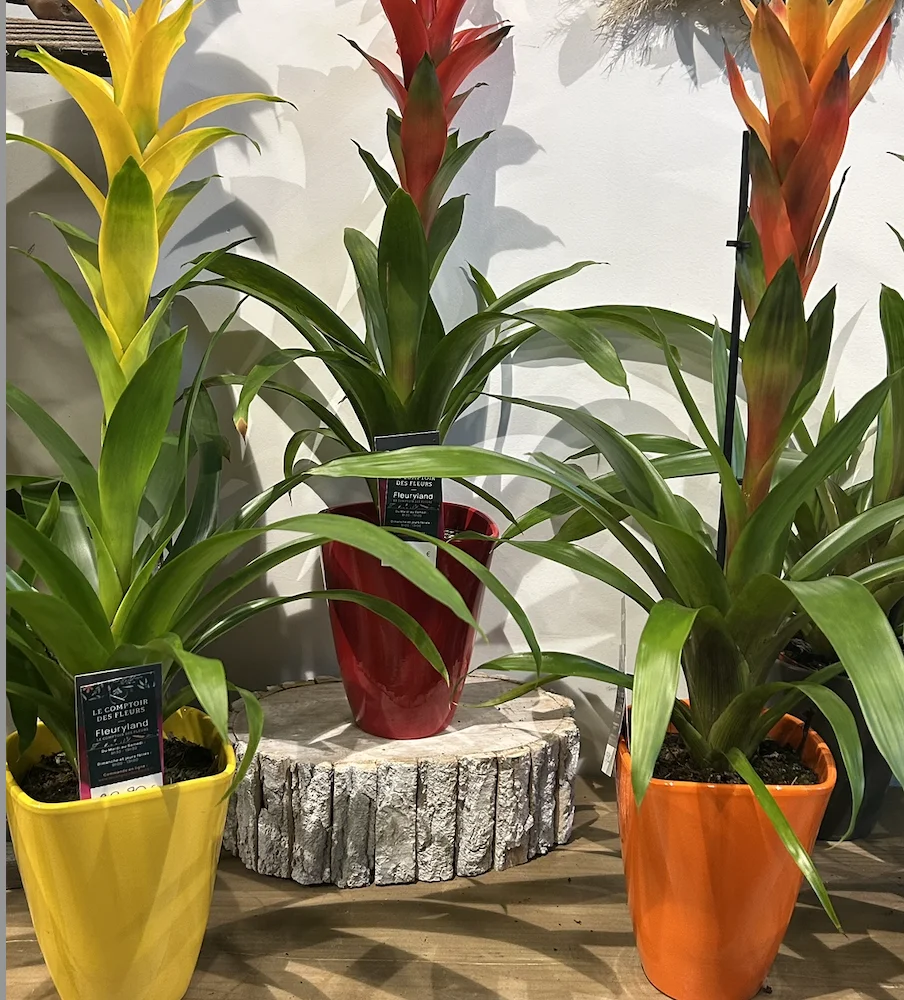 Bromélia, par Le Comptoir des Fleurs, fleuriste à Castelculier