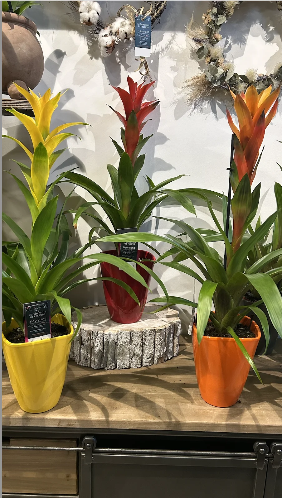 Bromélia, par Le Comptoir des Fleurs, fleuriste à Castelculier