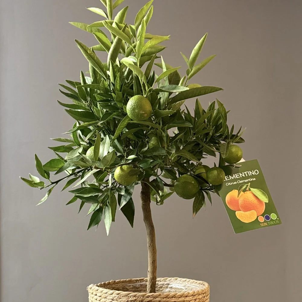 Clémentinier – Citrus clementina, par Les fleurs de Célony, fleuriste à Aix-en-Provence
