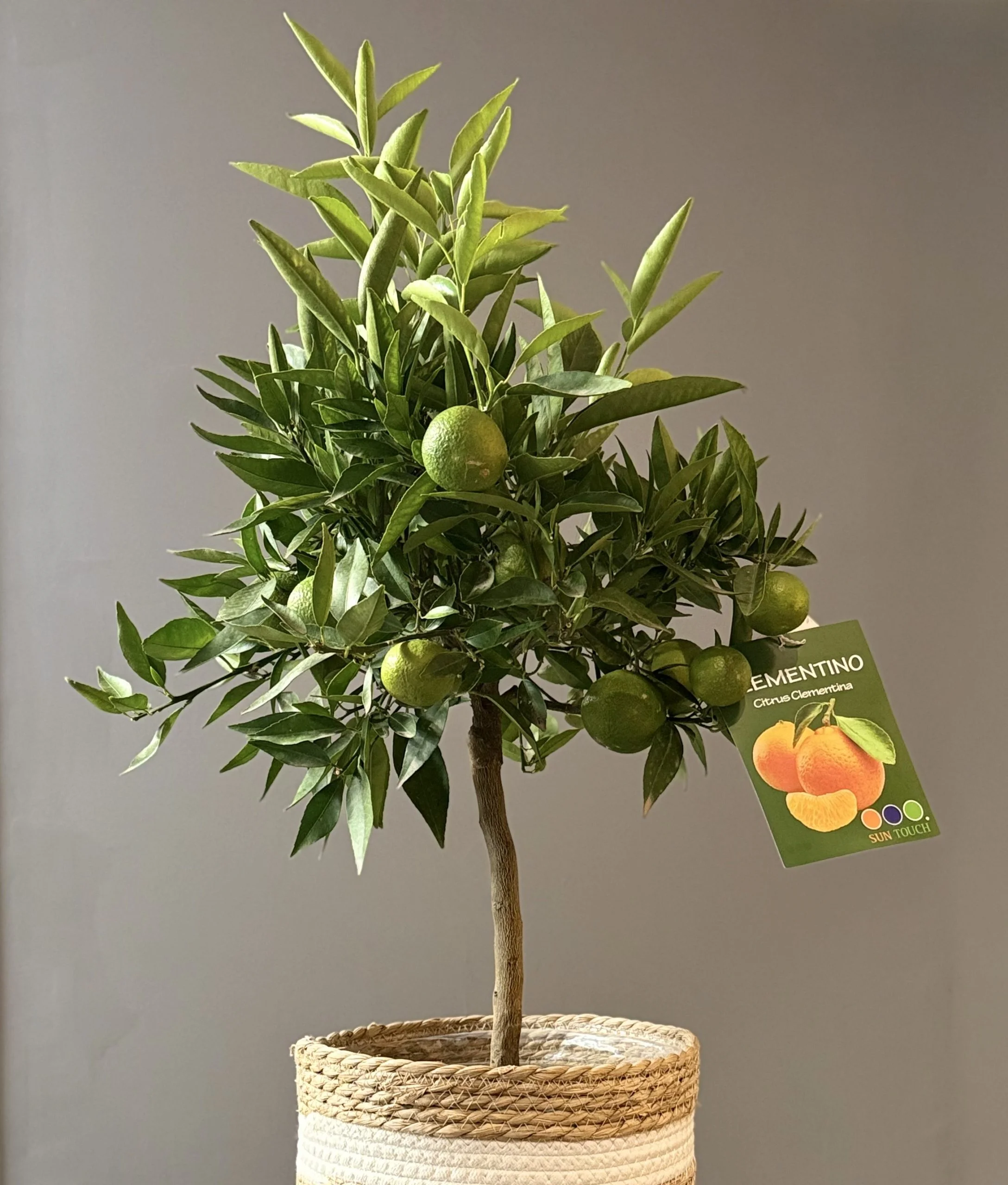 Clémentinier – Citrus clementina, par Les fleurs de Célony, fleuriste à Aix-en-Provence