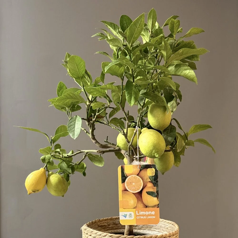 Citronnier – Citrus limon, par Les fleurs de Célony, fleuriste à Aix-en-Provence