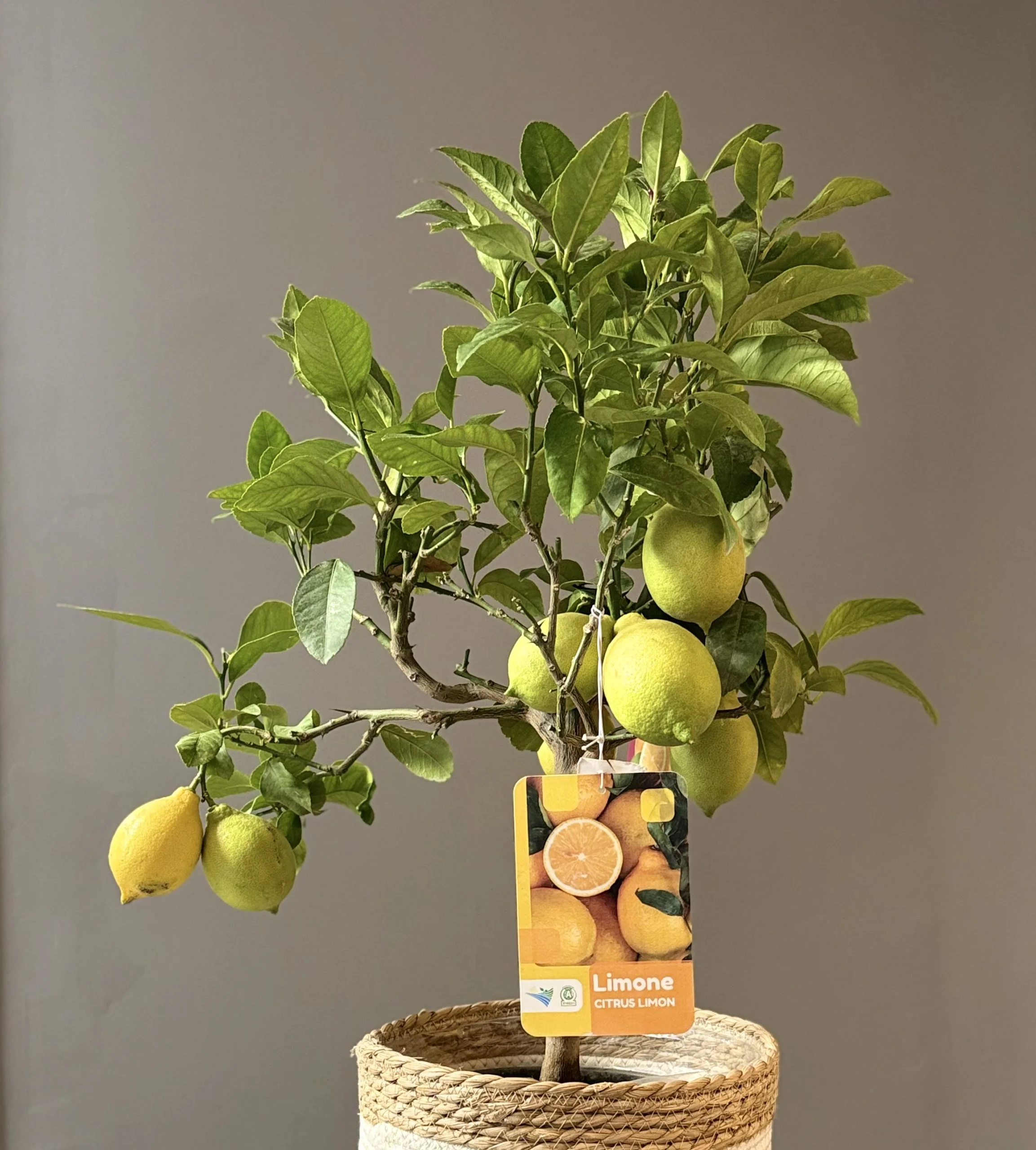 Citronnier – Citrus limon, par Les fleurs de Célony, fleuriste à Aix-en-Provence