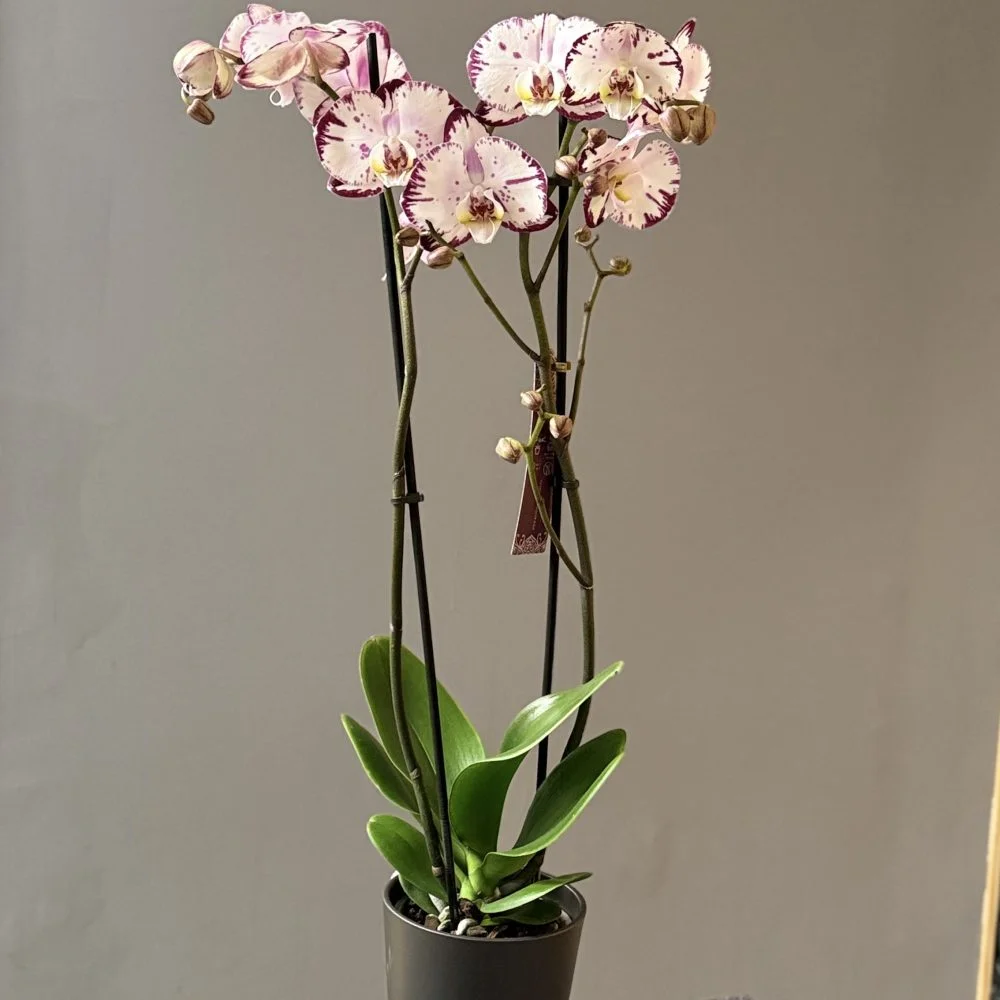 Orchidée – Phalaenopsis R, par Les fleurs de Célony, fleuriste à Aix-en-Provence