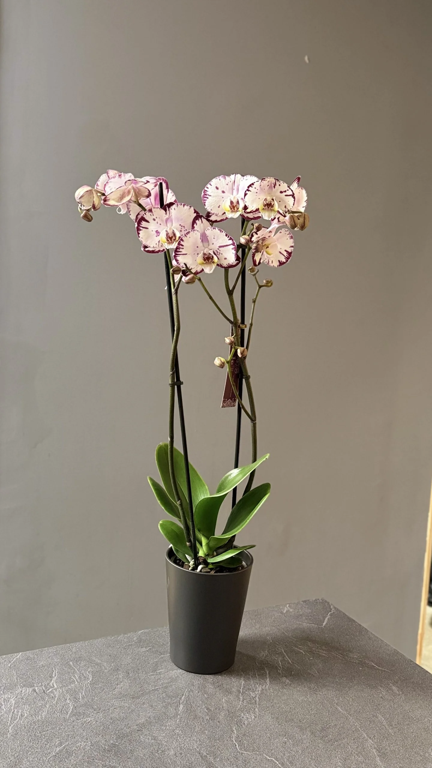 Orchidée – Phalaenopsis, par Les fleurs de Célony, fleuriste à Aix-en-Provence