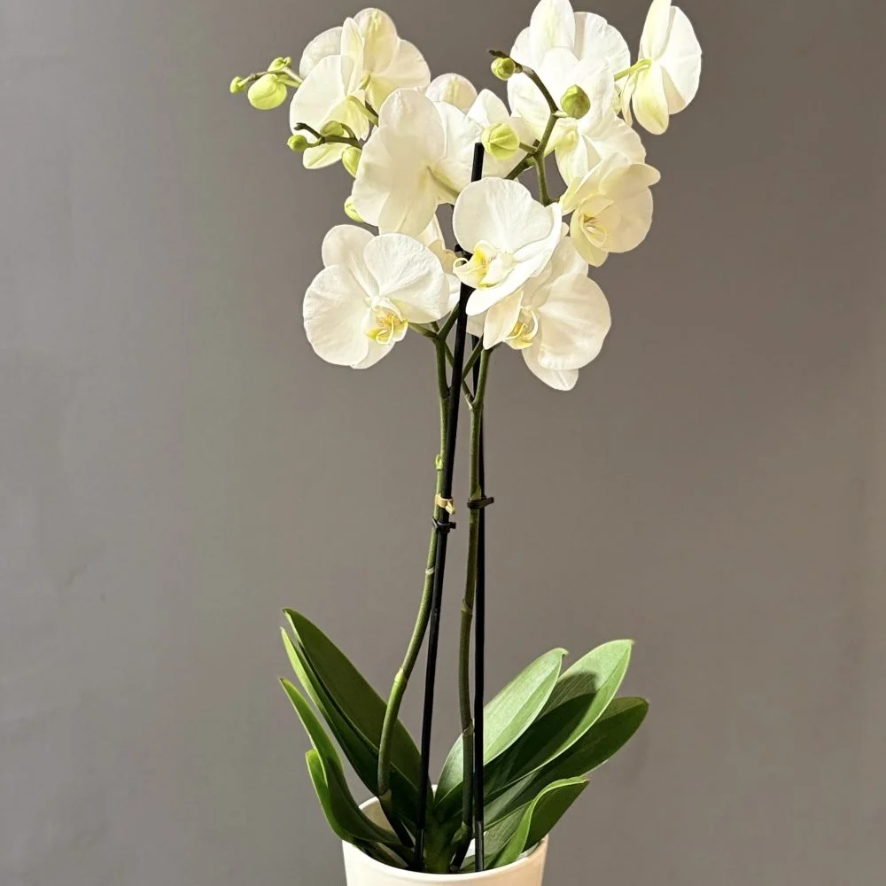 Orchidée – Phalaenopsis, par Les fleurs de Célony, fleuriste à Aix-en-Provence