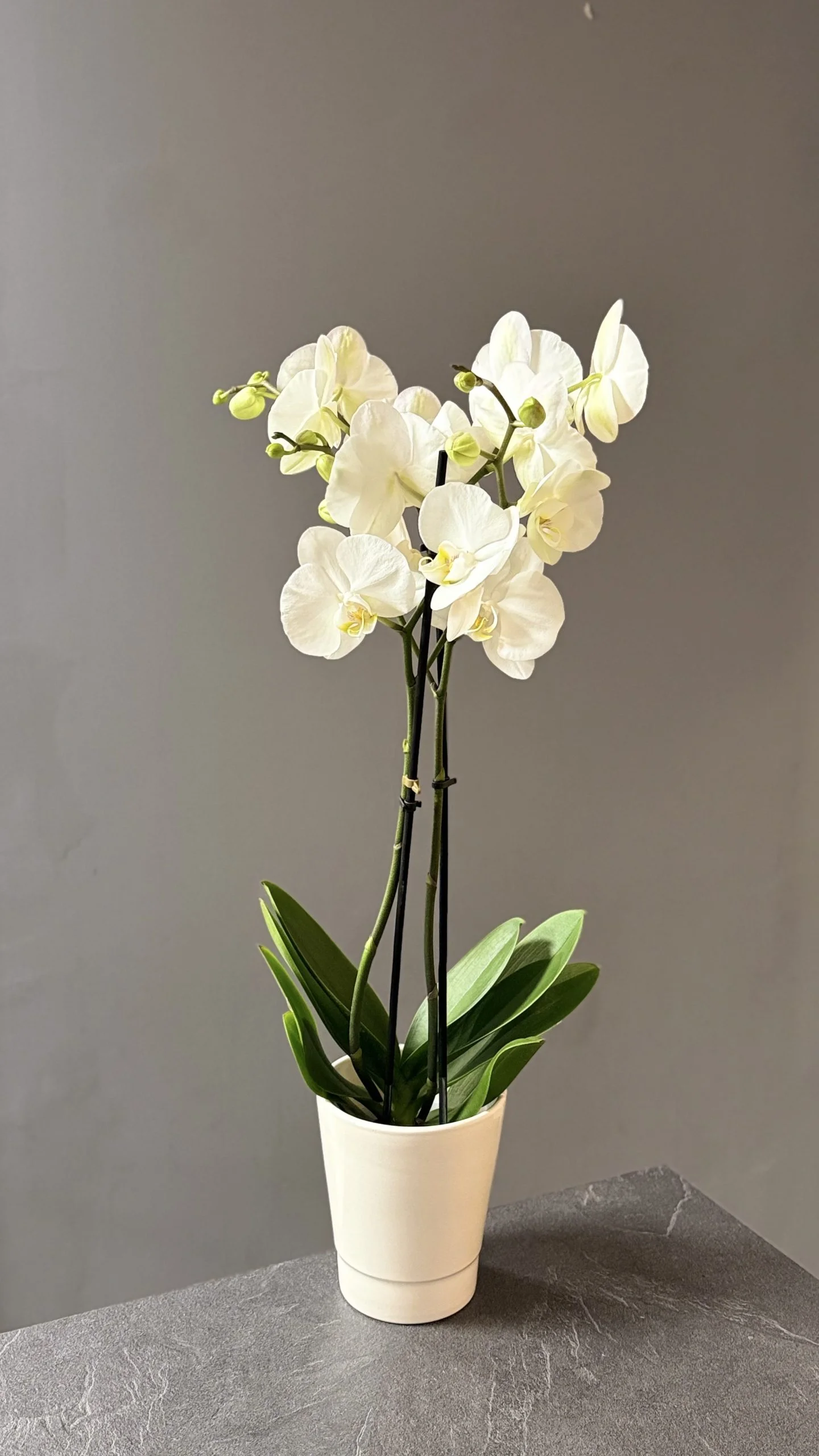 Orchidée – Phalaenopsis, par Les fleurs de Célony, fleuriste à Aix-en-Provence