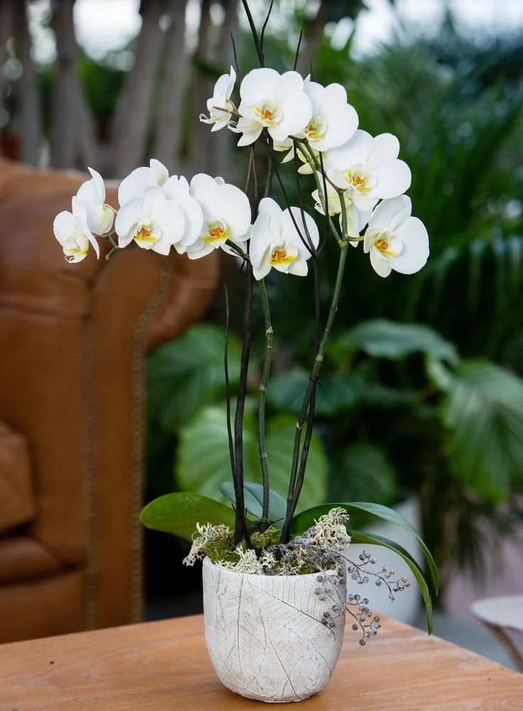 Orchidée en pot, par Le Comptoir des Fleurs, fleuriste à Castelculier