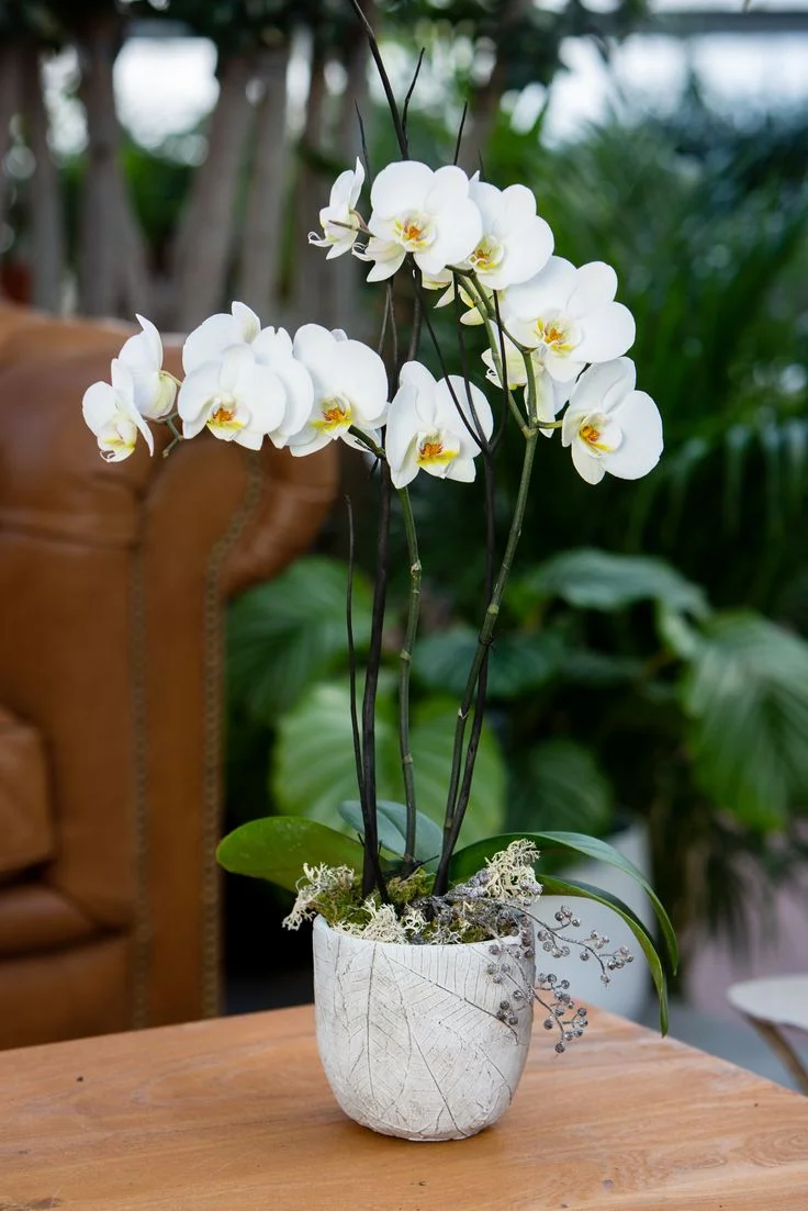 Orchidée en pot, par Le Comptoir des Fleurs, fleuriste à Castelculier