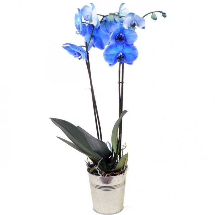 Orchidée deluxe, par Sihana's Bloom&Wild, fleuriste à Schaerbeek