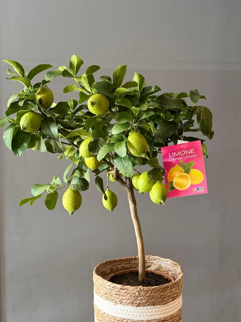 Citronnier _ Citrus limon, par Les fleurs de Célony, fleuriste à Aix-en-Provence