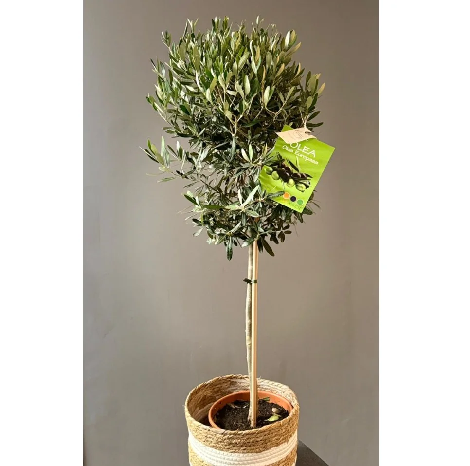 Olivier – Olea europaea, par Les fleurs de Célony, fleuriste à Aix-en-Provence