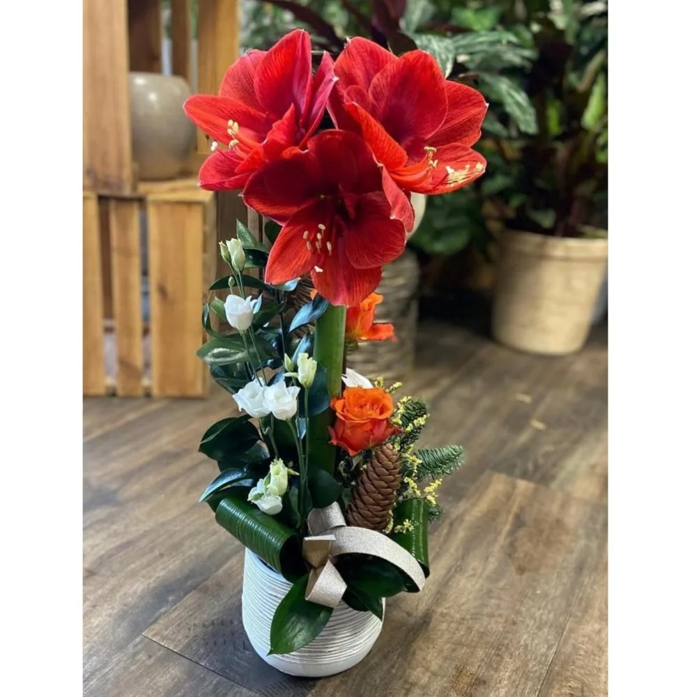 Amaryllis - piqué, par Les fleurs de Célony, fleuriste à Aix-en-Provence