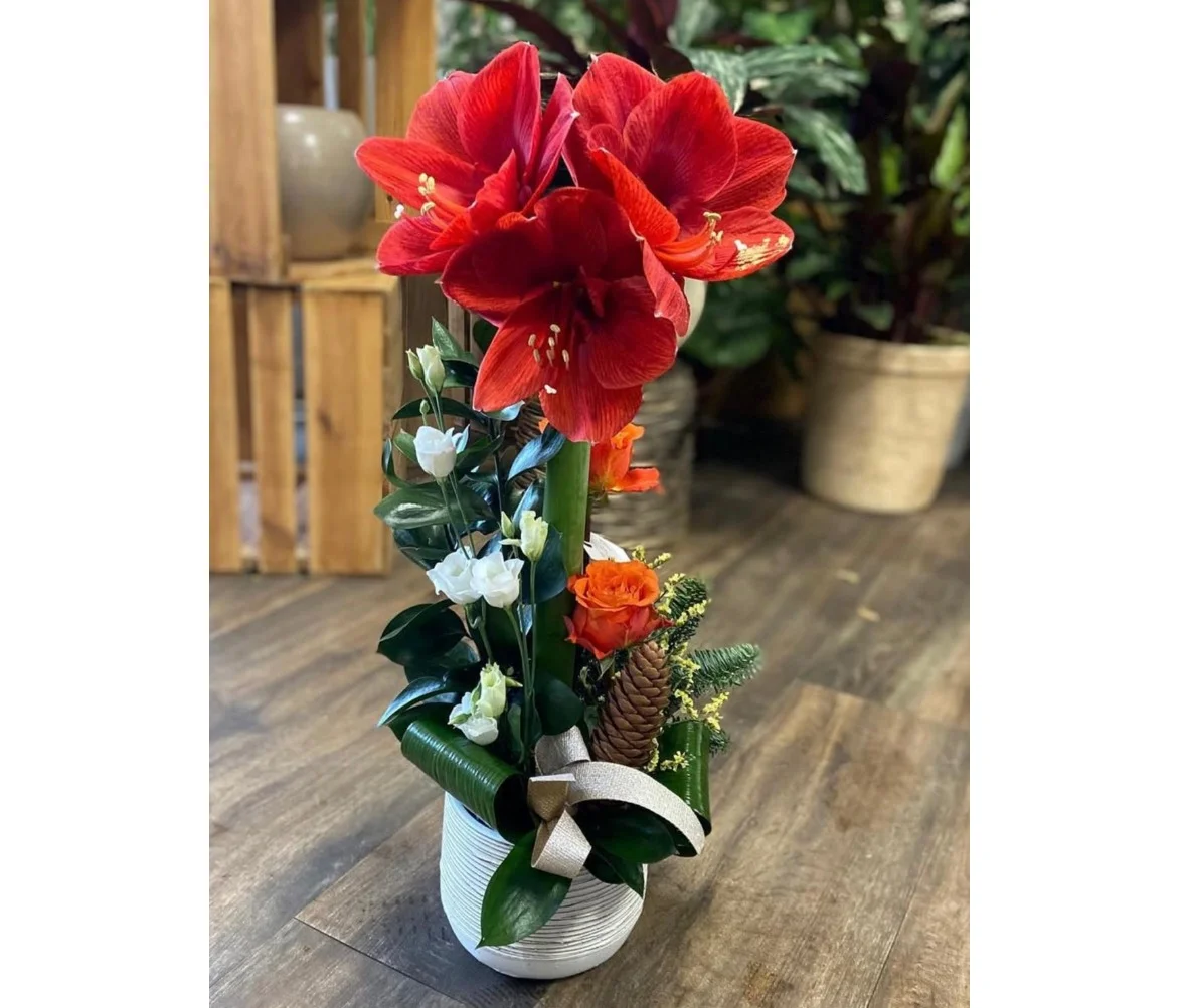 Amaryllis – piqué, par Les fleurs de Célony, fleuriste à Aix-en-Provence