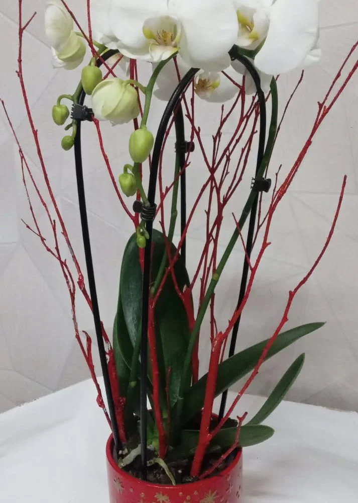 Orchidée Phalaenopsis, par Au Dipladenia, fleuriste à Lille