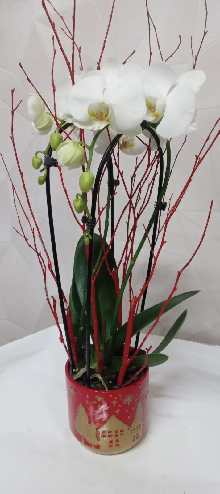 Orchidée Phalaenopsis, par Au Dipladenia, fleuriste à Lille