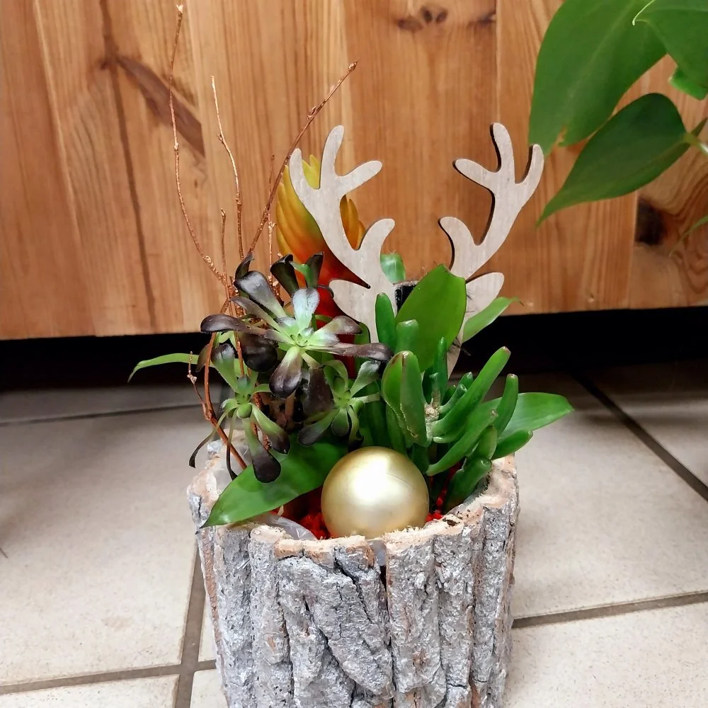 Mini Jardin de Noël, par Montluçon Fleurs, fleuriste à Montluçon