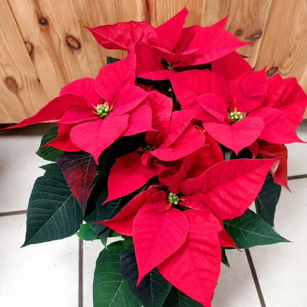 L'étoile de Noël, par Montluçon Fleurs, fleuriste à Montluçon
