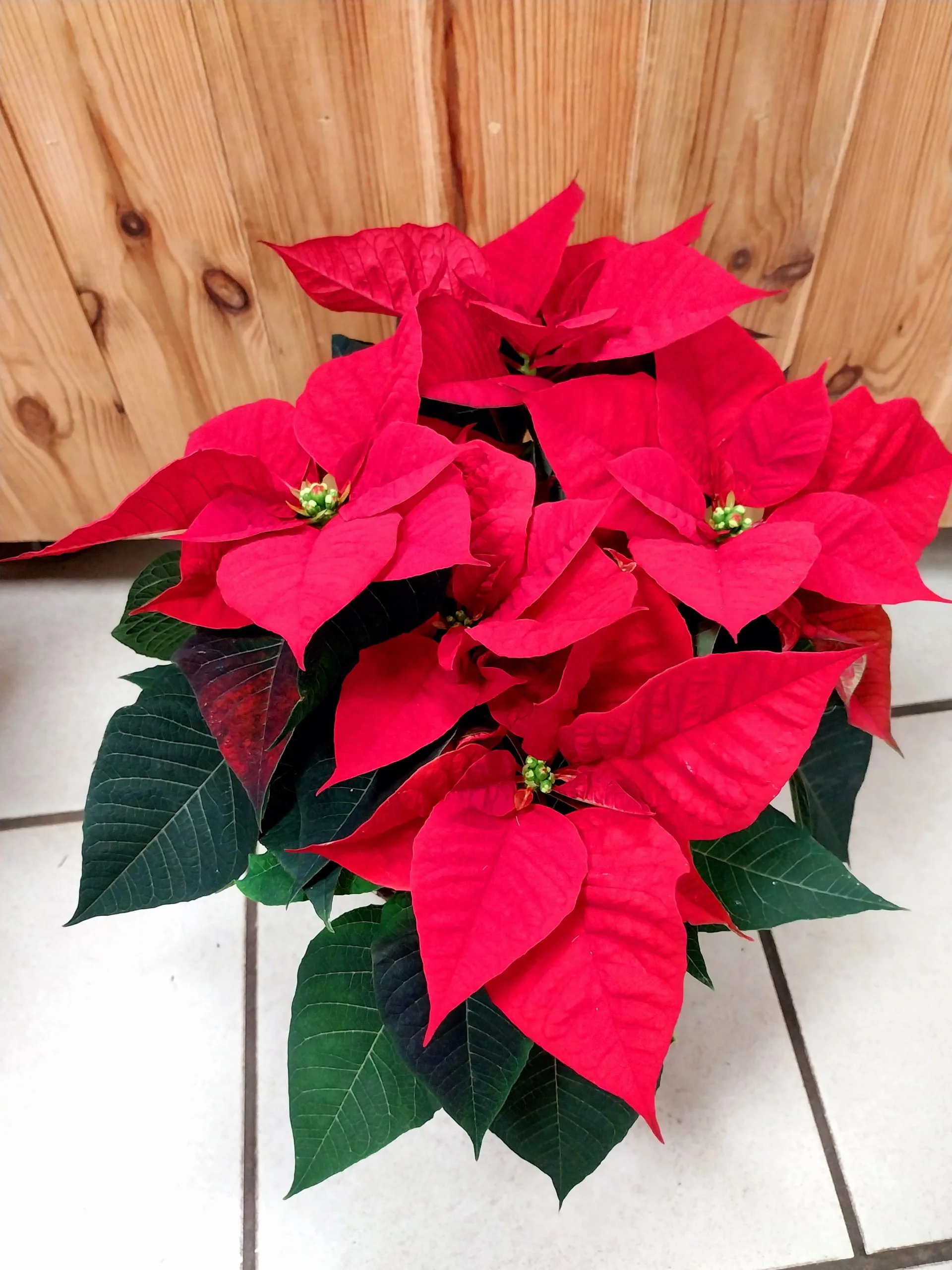 L&rsquo;étoile de Noël, par Montluçon Fleurs, fleuriste à Montluçon