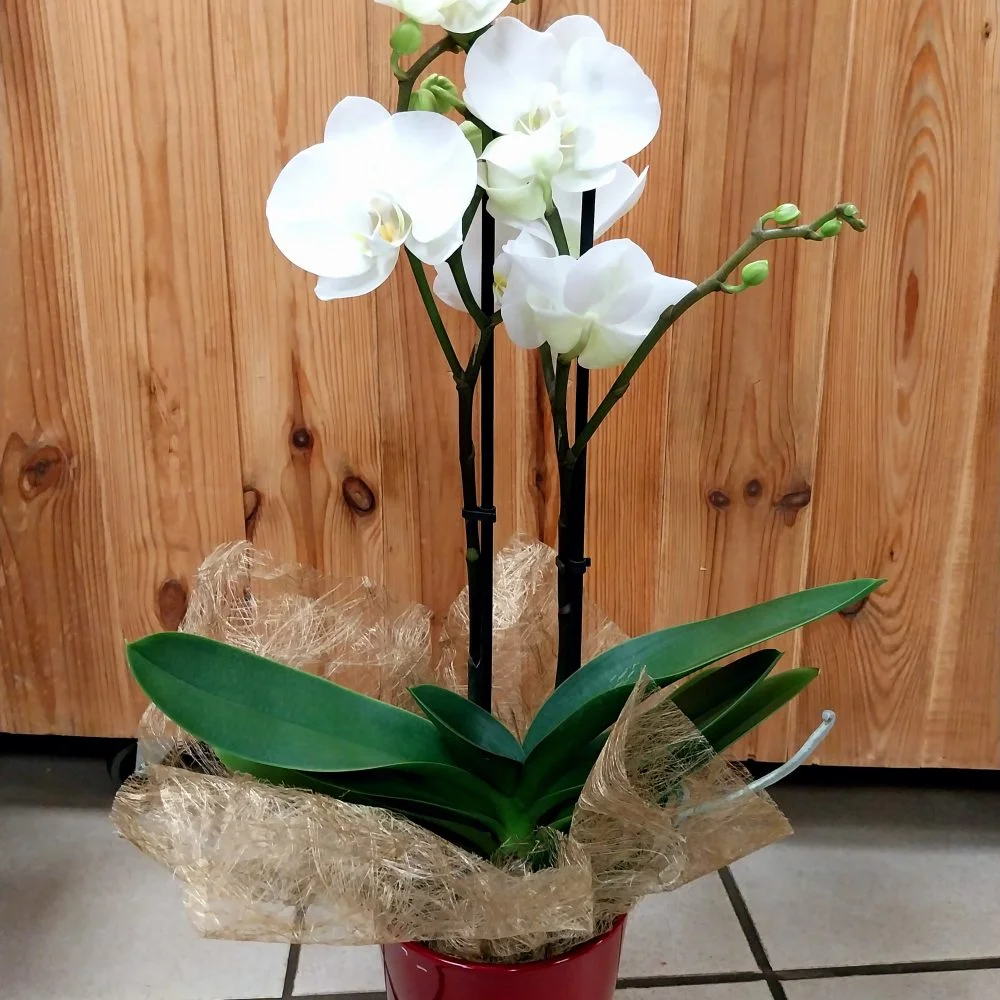 Orchidée en pot, par Montluçon Fleurs, fleuriste à Montluçon