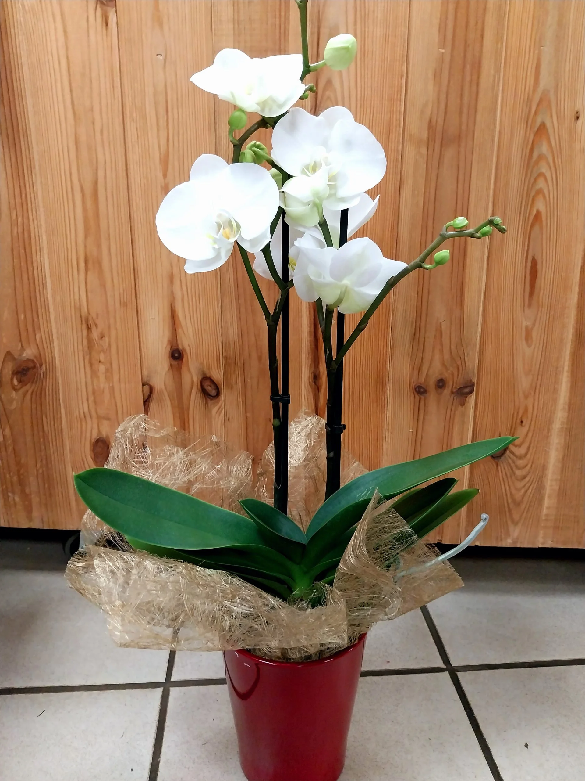 Orchidée en pot, par Montluçon Fleurs, fleuriste à Montluçon