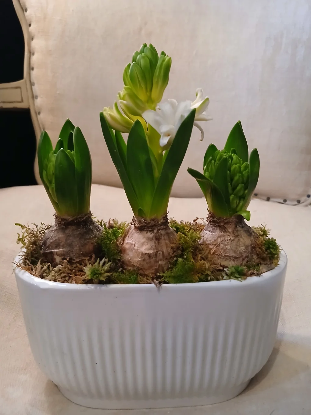 JACYNTHES ESPRIT NOEL, par Rosa Artisan Fleuriste, fleuriste à Rennes