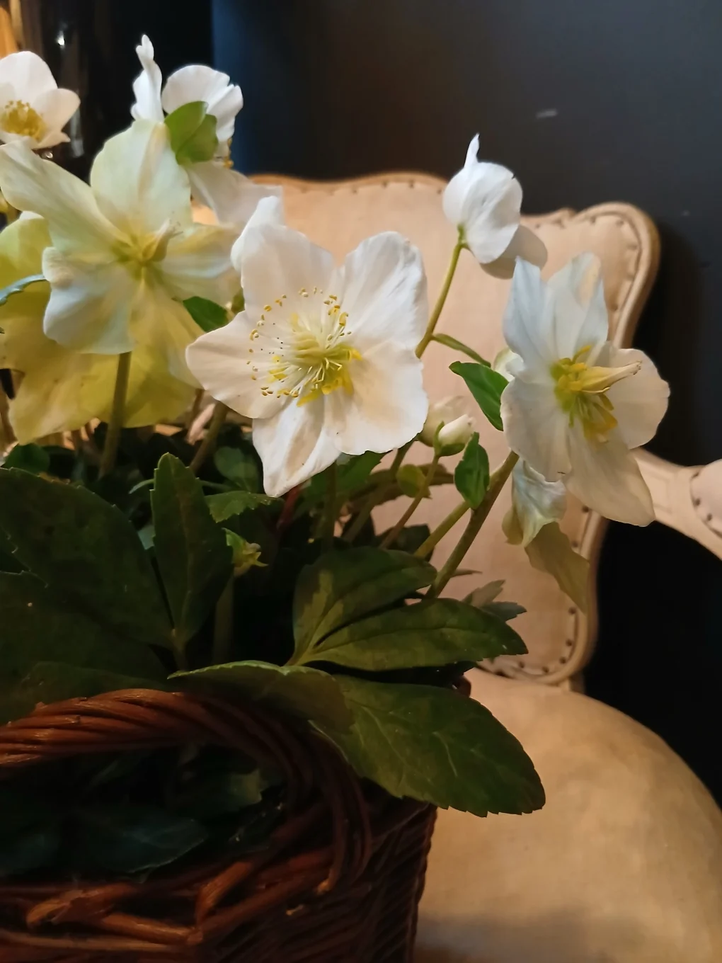 ROSE DE NOEL, par Rosa Artisan Fleuriste, fleuriste à Rennes