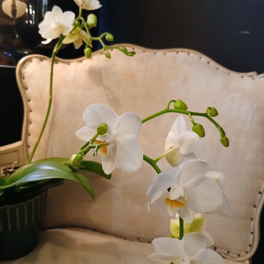 Orchidée, par Rosa Artisan Fleuriste, fleuriste à Rennes