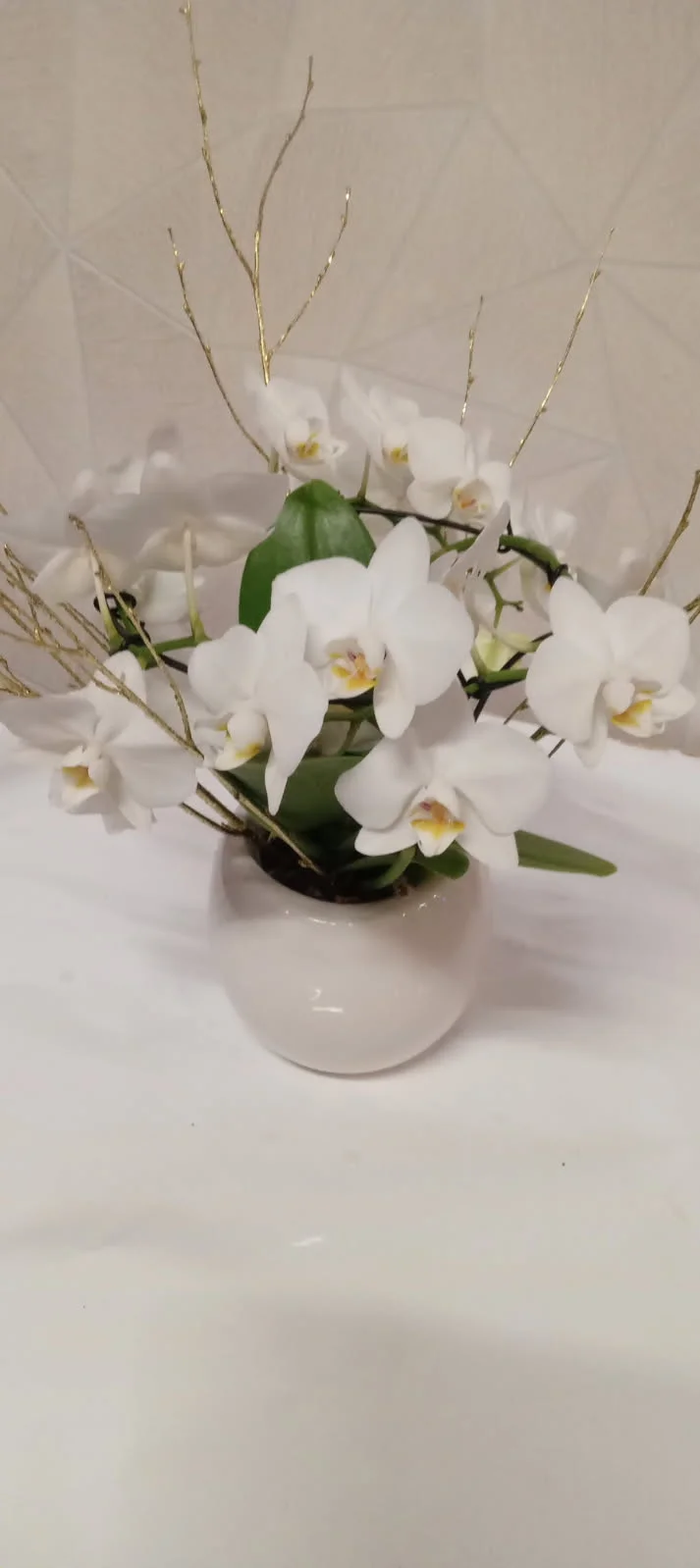 Orchidée Phalaenopsis, par Au Dipladenia, fleuriste à Lille