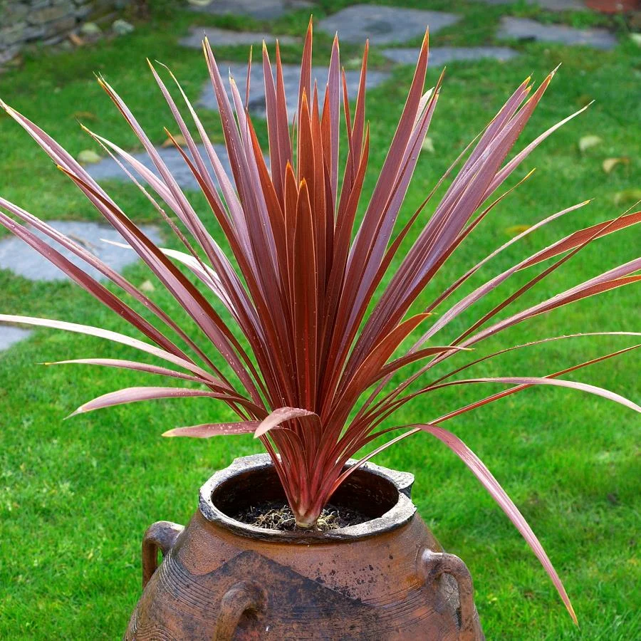 Plante Cordyline Australis, par Sihana's Bloom&Wild, fleuriste à Schaerbeek
