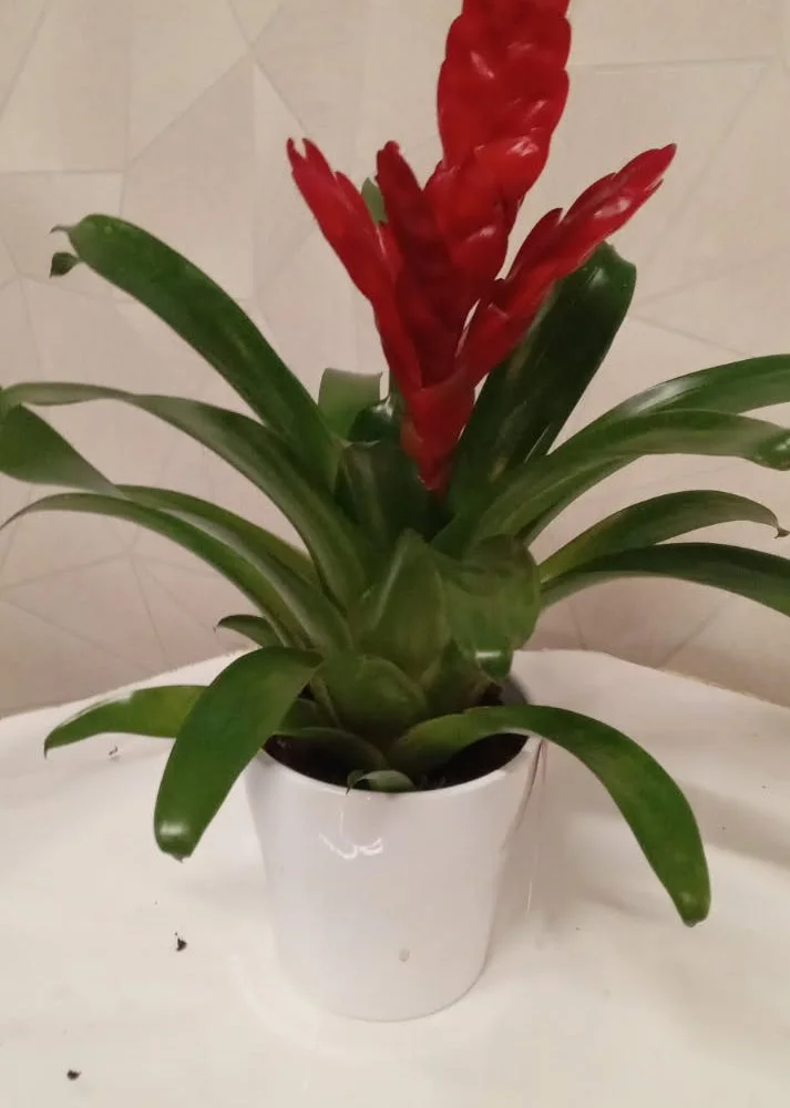 la plante fleurie surprise, par Au Dipladenia, fleuriste à Lille