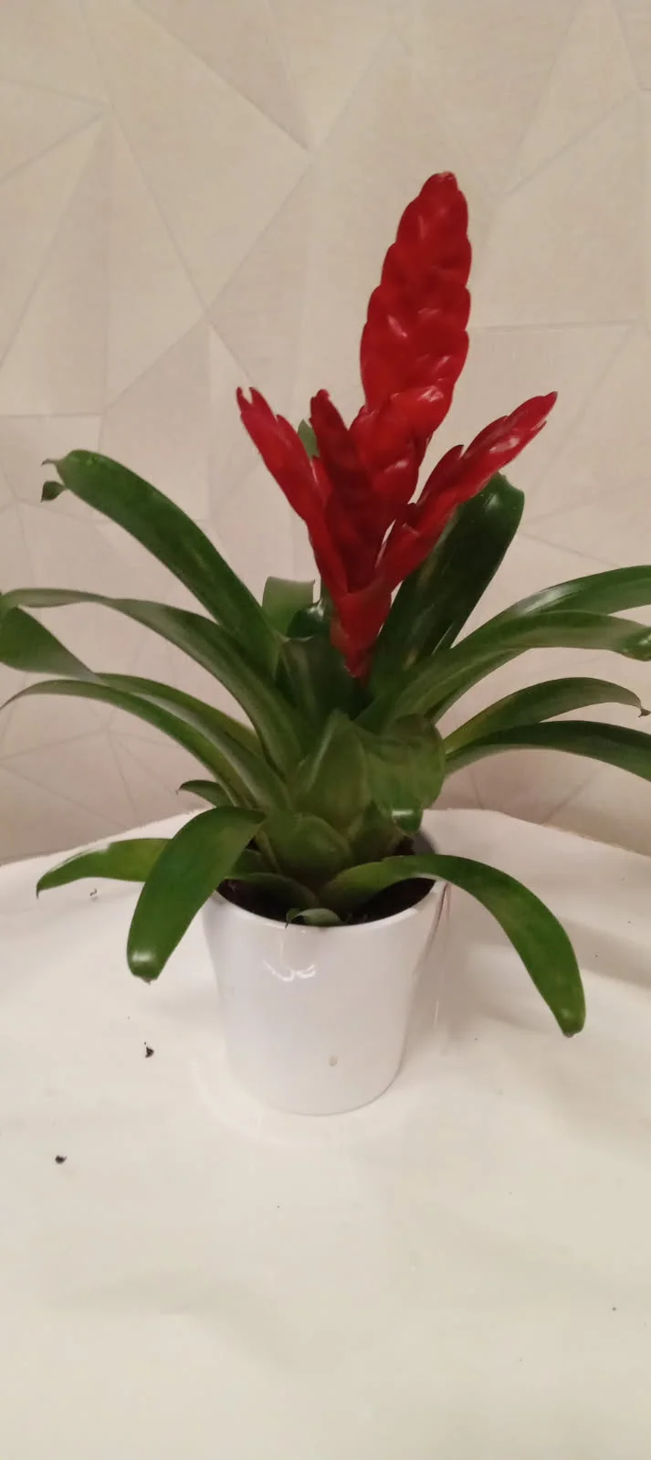 la plante fleurie surprise, par Au Dipladenia, fleuriste à Lille