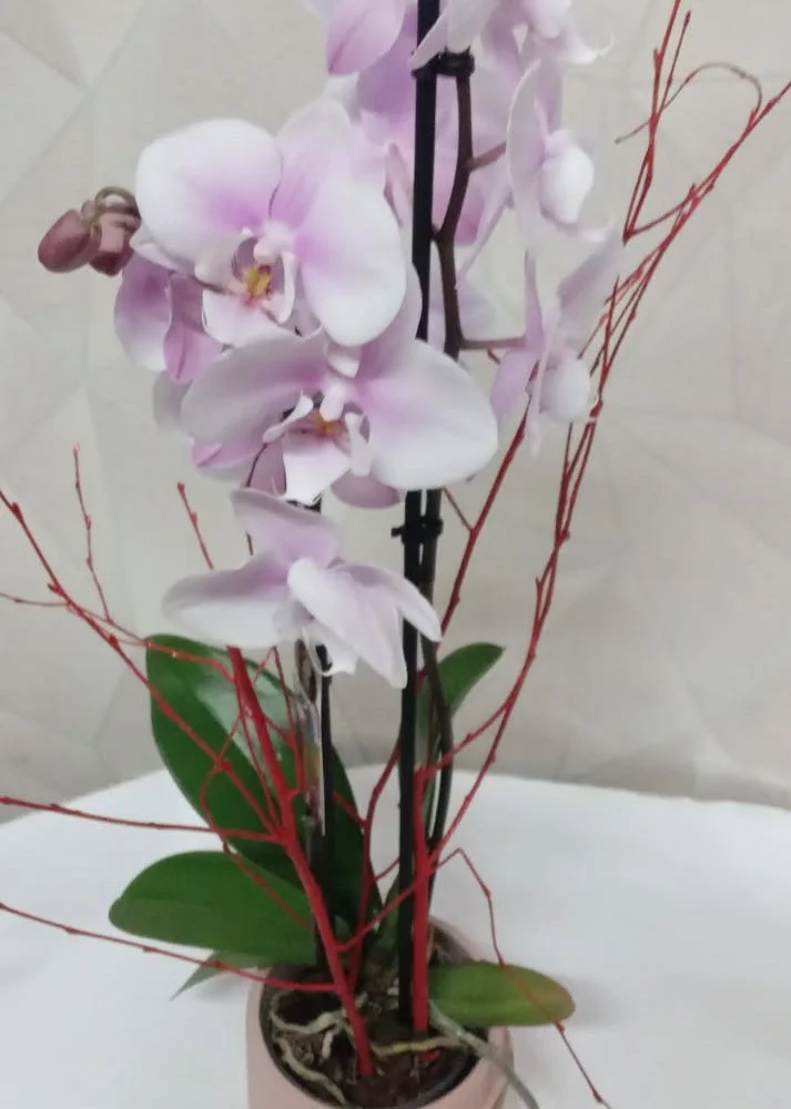 Orchidée Phalaenopsis, par Au Dipladenia, fleuriste à Lille