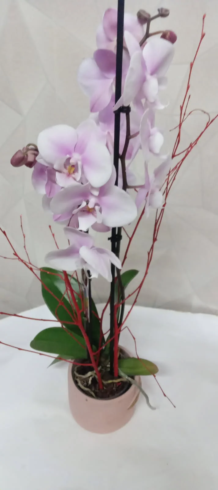 Orchidée Phalaenopsis, par Au Dipladenia, fleuriste à Lille