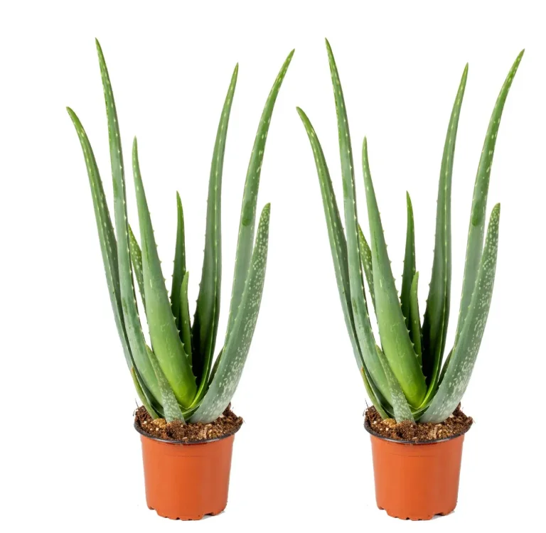 Aloe vera plante, par Sihana's Bloom&Wild, fleuriste à Schaerbeek