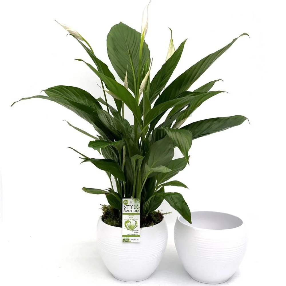 Composition Fleur de lune, par Sihana's Bloom&Wild, fleuriste à Schaerbeek